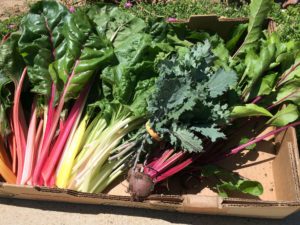 cardboard box of red and green stalks of swiss chard and some beets with stems.