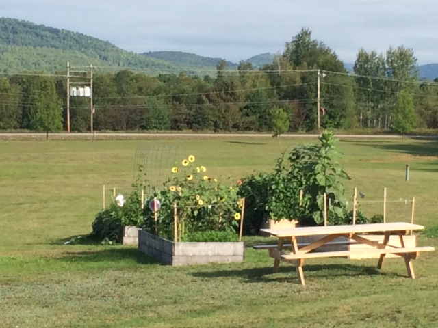 vegetables growing in raised garden beds