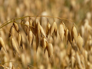 oats growing in a field